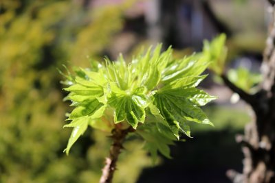 Kalopanax pictus, Septemlobus - kalopanax pestrý - listy jaro1